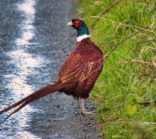 8- daagse vogelreis langs de Noord Engelse kust