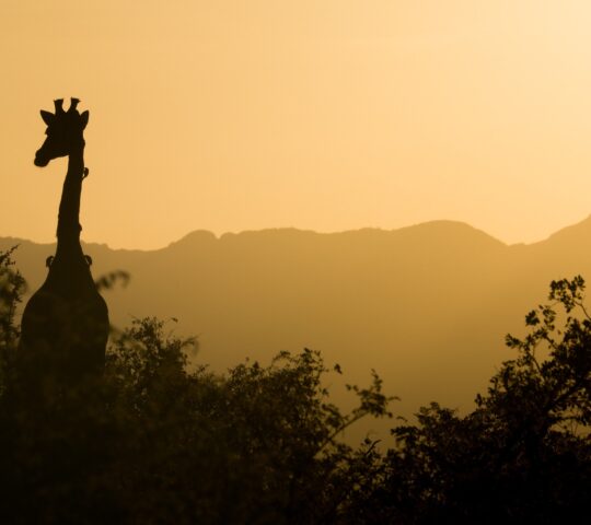 17-daagse single groepsrondreis Puur Zuid-Afrika