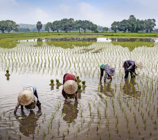 16-daagse Single Groepsreis Vietnam