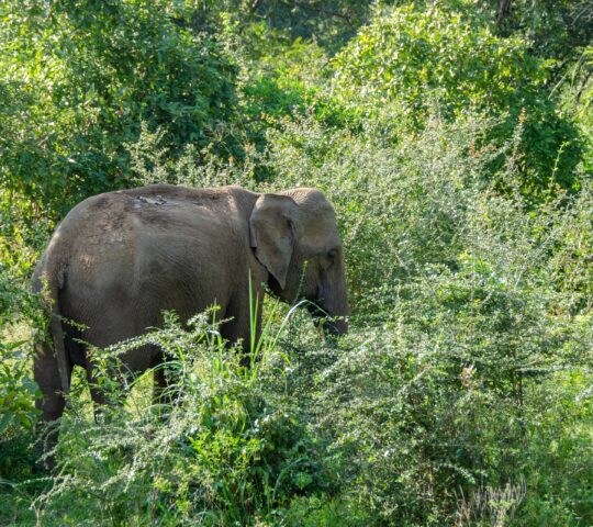 15-daagse Single Groepsreis Sri Lanka Cultuur