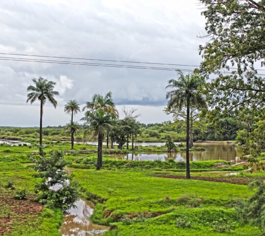 Singlevakantie Gambia (nu ook met OUD & NIEUW)